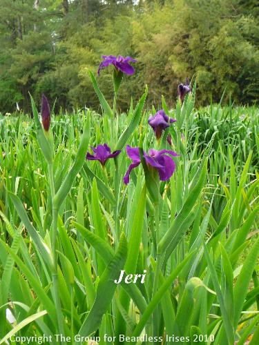 Jeri (2)